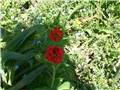 geum, blaženak -lat. geum chiloense mrs bradshaw